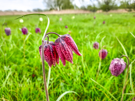 A snake's-head fritillary at Iffley Meadows in Oxford. Picture: Pete Hughes