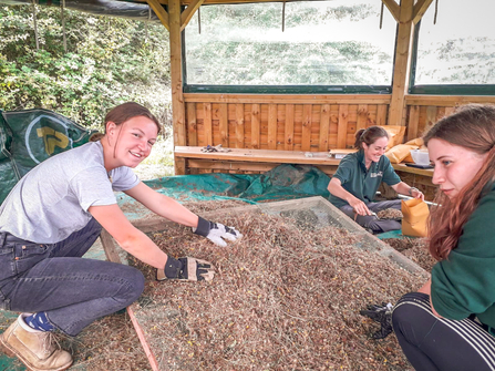 Drying out wildflower seeds collected from the Upper Ray Meadows as part of the Hedgerow Havens project. Picture: Marcus Militello