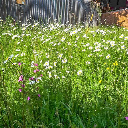 Ox-eye daisy, red campion, meadow buttercup and wild carrot growing in May 2021 in a wildflower verge in Whitchurch established by BBOWT's Hedgerow Havens project. Picture: Caroline Heron