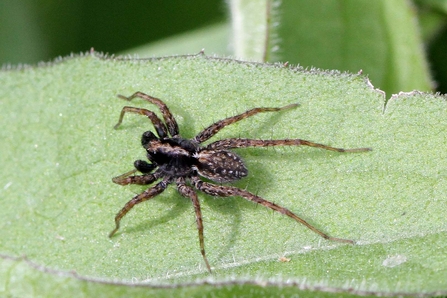 Wolf spider. Picture: Margaret Holland