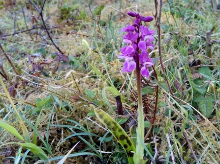 Early purple orchid