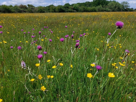 Meadow of wild flowers