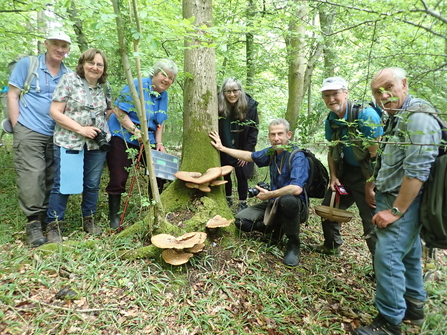 People looking at fungi growing on a tree