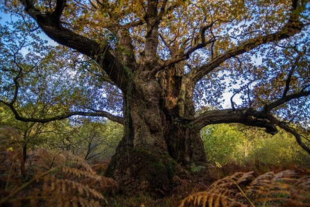 An ancient oak tree on the Blenheim Palace Estate. Picture: Pete Seaward