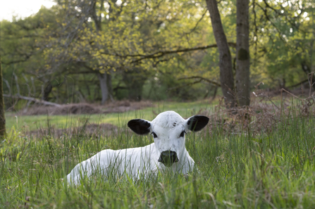 Of the cows on the Blenheim Palace Estate. Picture: Pete Seaward