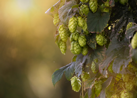 Hop flowers growing in the sun. Picture: Jon Hawkins/ Surrey Hills Photography