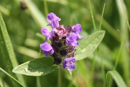 Selfheal