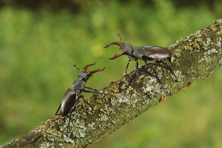 Two male stag beetles fighting on a tree branch. Picture: Terry Whittaker/ 2020 Vision