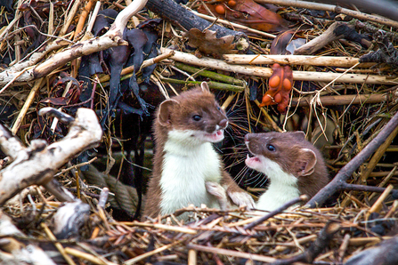 Stoat kittens - or 'kits' - playing. Picture: Tom Hibbert