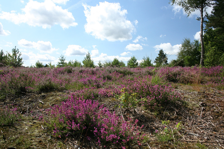 Lowland heath at BBOWT's Wildmoor Heath reserve in Berkshire