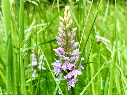 Common spotted orchid