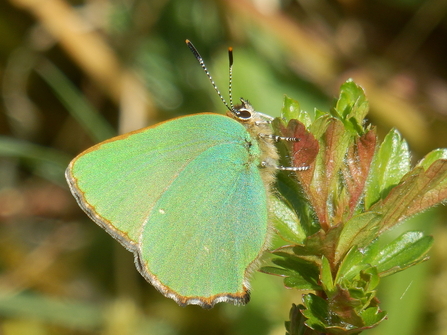 Green hairstreak butterfly