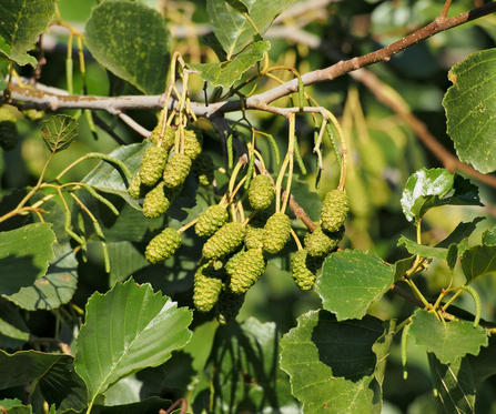 Male and female catkins on an alder tree