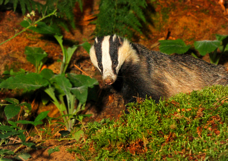 A badger emerging from its sett.