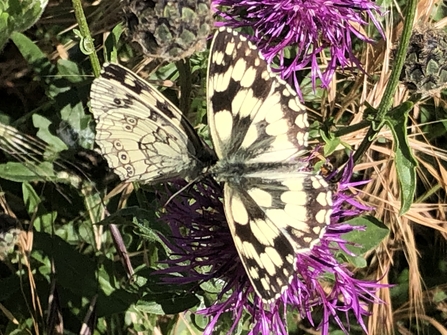 Marbled white butterfly on knapweed