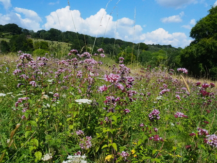 Wild marjoram