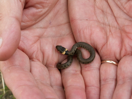 Juvenile grass snake in the hand. Picture: Margaret Holland