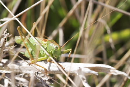 A great green bush-cricket.
