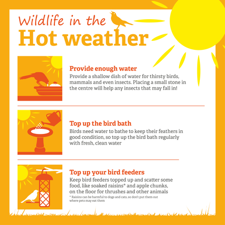 How to help wildlife in hot weather