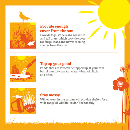 How to help wildlife in hot weather