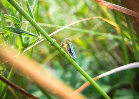 A green leafhopper (cicadella viridis) in an Oxfordshire meadow. Picture: Pete Hughes