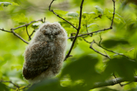 A tawny owl chick 'branching'.