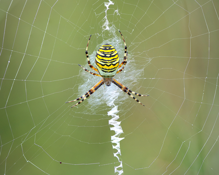 A wasp spider on its web.