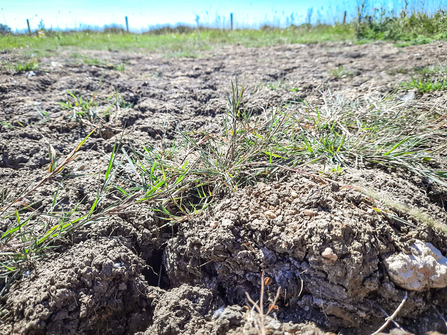 Dried, cracked earth at Chimney Meadows during the drought and heatwave of August 2022.