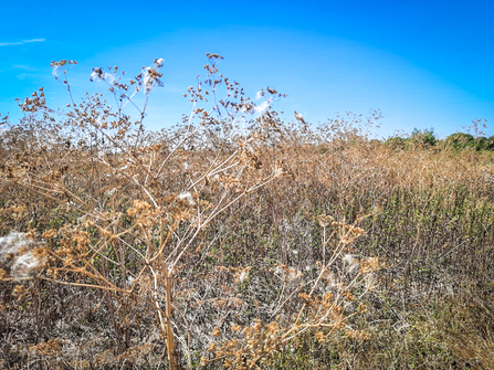 Parched vegetation at BBOWT's Chimney Meadows nature reserve during the drought and heatwave of August 2022.