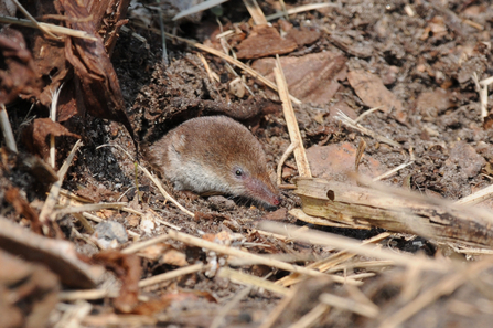 Common shrew