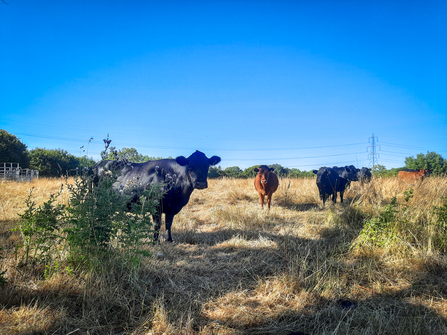 Dexter cows at BBOWT's Chimney Meadows nature reserve during the heatwave and drought of August 2022.
