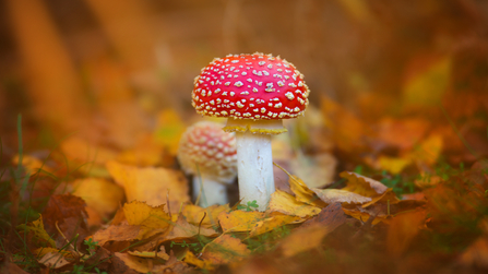 Fly agaric mushroom