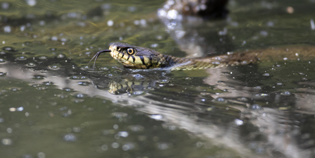 Swimming grass snake