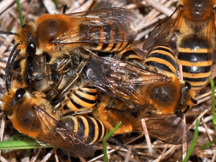 Ivy bees at BBOWT's Dry Sandford Pit nature reserve.