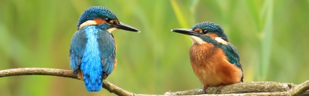 Two kingfishers sat on a twig