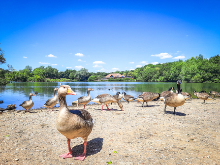 Geese on the lake at the Nature Discovery Centre