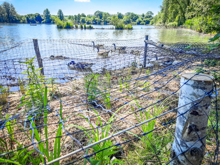 Some of the new lakeside margin created at the Nature Discovery Centre