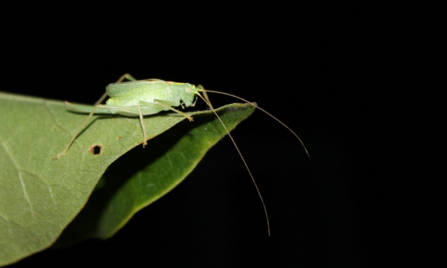 Oak bush cricket.