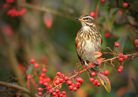 A redwing