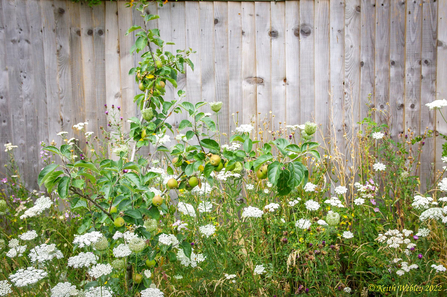 Mill Lane Community Garden in Chinnor.