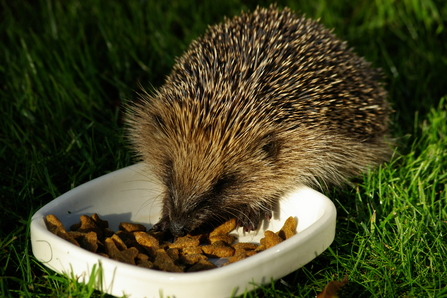 A hedgehog eating pet food left out in a garden. Picture: Gillian Day
