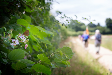 A butterfly perched in a hedgerow. Picture: Jon Hawkins/ Surrey Hills Photography