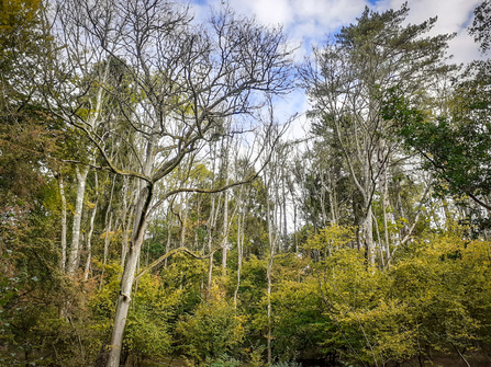 Ash trees affected by dieback at Warburg Nature Reserve. Picture: Debbie Lewis