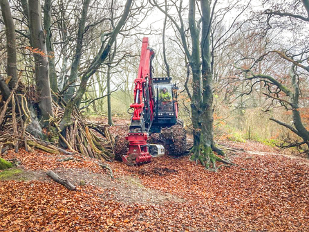 A BBOWT contractor carrying out ash dieback works at Chinnor Hill nature reserve. Picture: Karl Lofthouse