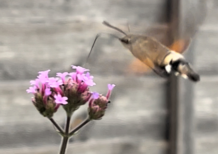 A hummingbird hawk-moth by Hayden Denham - runner-up in the children's category in the BBOWT Photography Competition 2022.