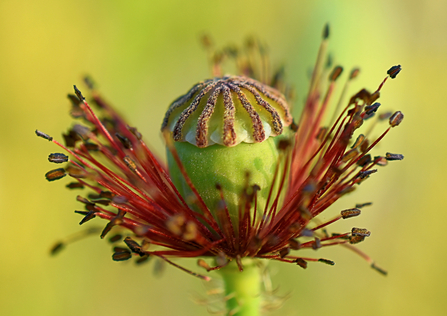 A flower seed head by Adrianna Bielobradek - runner-up in the flora and fauna category in the BBOWT Photography Competition 2022.