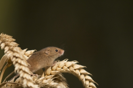A harvest mouse clambering up an ear of wheat. Picture: Rob Bates