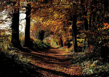 An avenue of trees at Warburg Nature Reserve by John Kearns - runner-up in the landscape category in the BBOWT Photography Competition 2022.