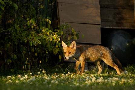 A young red fox exploring a garden at sunset. Picture: Danny Green/ 2020Vision