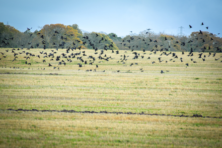 A flock of rooks taking flight from a field in autumn. Picture: Flying400/ Wikimedia Commons